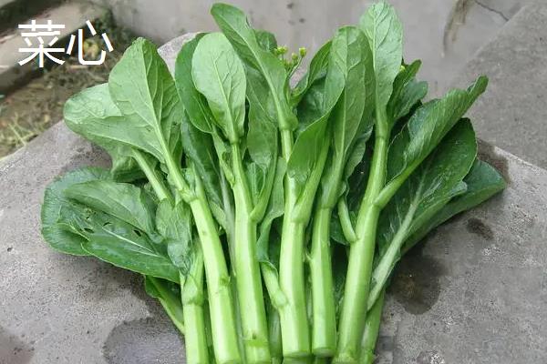 菜心是油菜吗