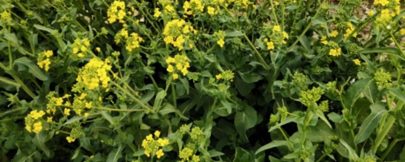 油菜成熟期