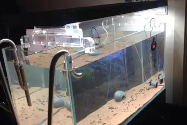 新鱼缸要养水几天才能放鱼