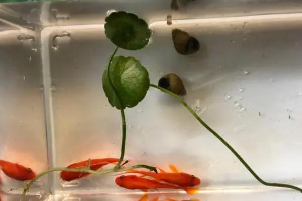 田螺能净化鱼缸水质吗