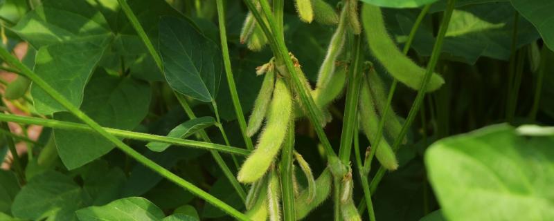 芒种种大豆可以吗