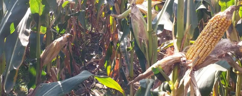 芒种种玉米还能成熟吗