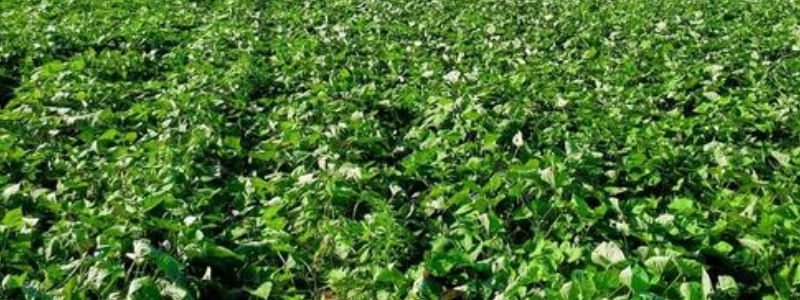 红薯苗田里用什么除草剂