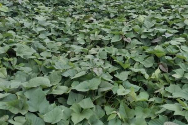 红薯苗田里用什么除草剂