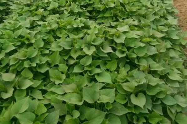 红薯苗田里用什么除草剂