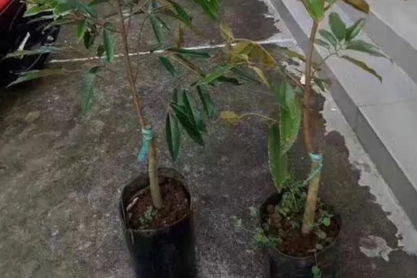 榴莲籽怎么种小盆栽