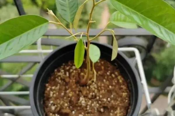 榴莲籽怎么种小盆栽