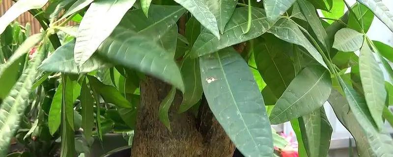 盆栽发财树叶子发黄脱落怎样挽救