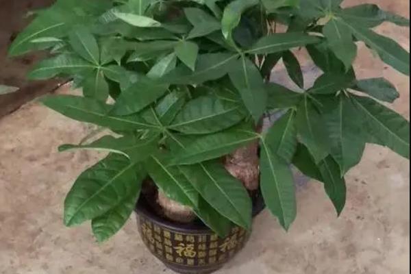 盆栽发财树叶子发黄脱落怎样挽救