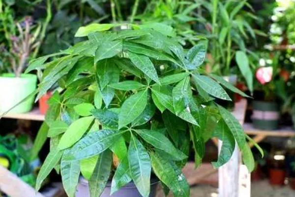 复合肥给发财树怎么用