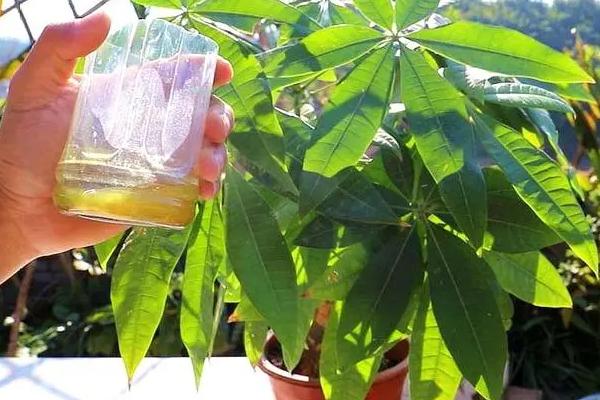 发财树施肥用什么肥料