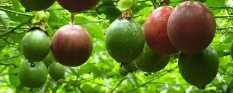 百香果病害图谱及防治