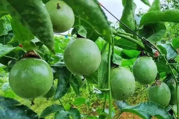 百香果为什么三年要换苗