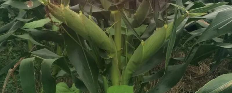 嘉禧100玉米种是活杆成熟吗