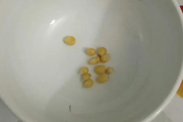 玉米种子发芽过程
