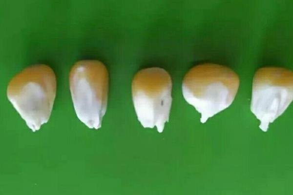 玉米种子发芽过程