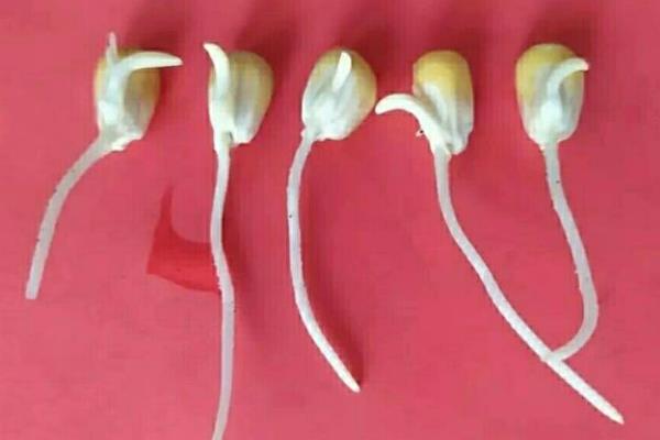 玉米种子发芽过程