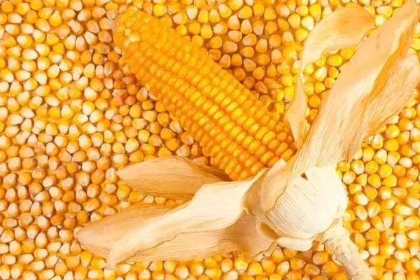 玉米种子发芽率标准