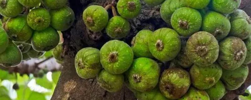 无花果树能用石硫合剂吗