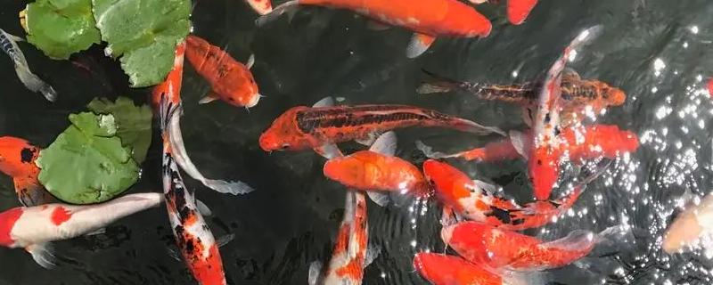 锦鲤是金鱼吗