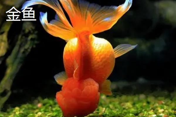 锦鲤是金鱼吗