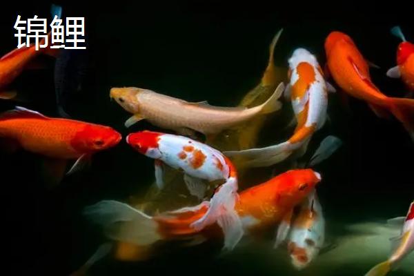 锦鲤是金鱼吗