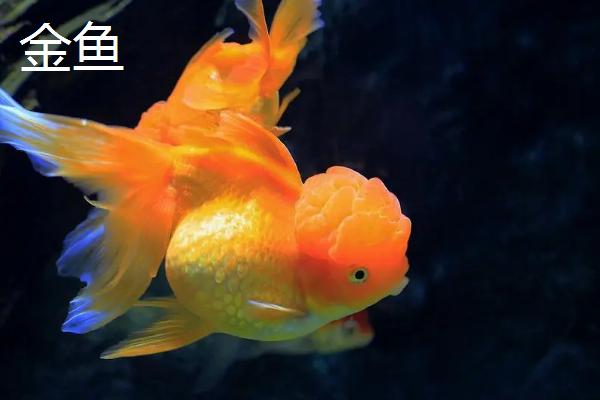 锦鲤是金鱼吗