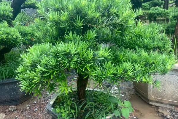 罗汉松盆栽售价，附养护方法