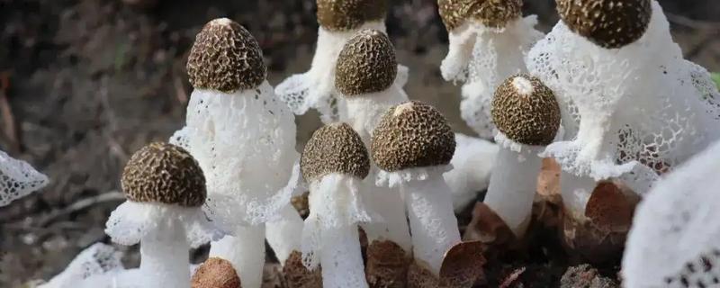 竹荪多少钱一斤