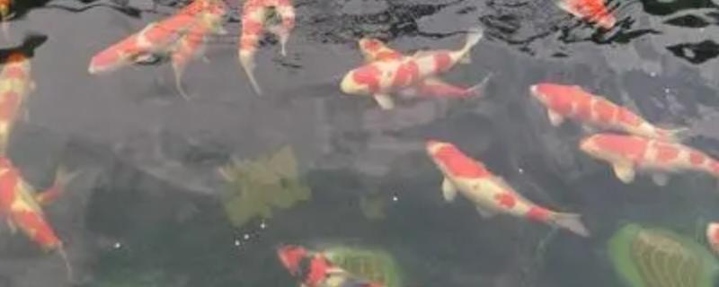 养锦鲤多久加一次盐