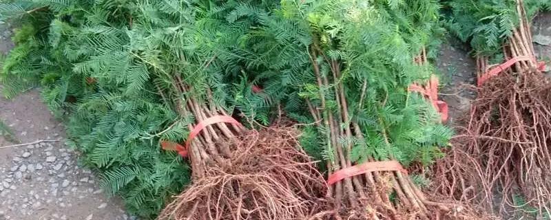 美国红杉树苗种植条件