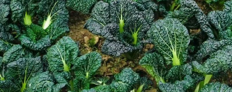 塌菜种植最佳时间在什么时候