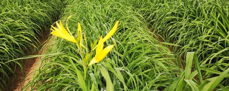 黄花菜什么时间种植