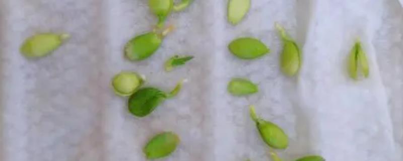 果蔬种子怎么催芽