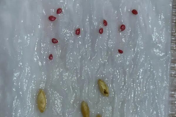 果蔬种子怎么催芽，洗净种子后再覆盖湿毛巾、并保持适温即可