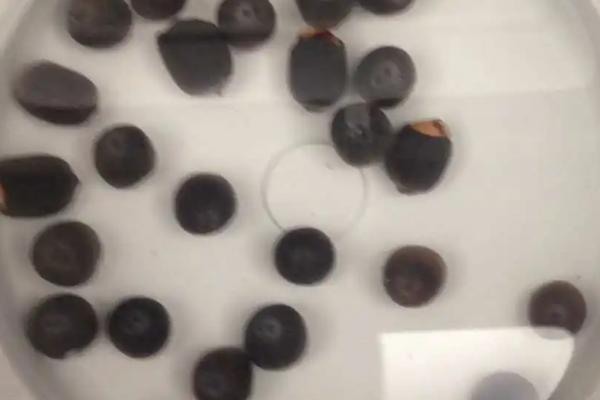 果蔬种子怎么催芽，洗净种子后再覆盖湿毛巾、并保持适温即可