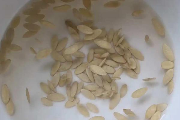 果蔬种子怎么催芽，洗净种子后再覆盖湿毛巾、并保持适温即可