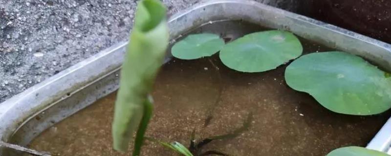 碗莲种子的种植方法