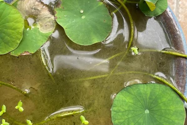 碗莲种子的种植方法，浸种后播入土壤中、出芽前要避免见光