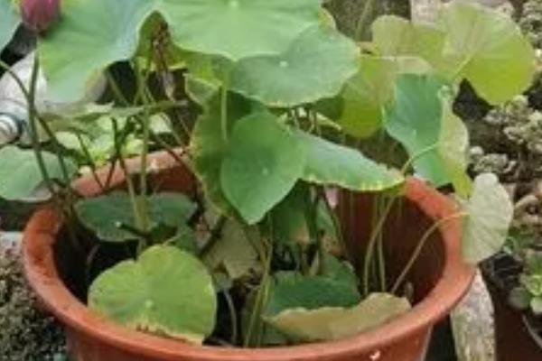 碗莲种子的种植方法，浸种后播入土壤中、出芽前要避免见光