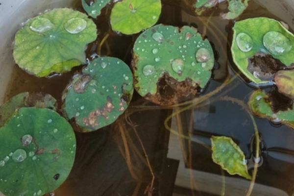碗莲种子的种植方法，浸种后播入土壤中、出芽前要避免见光