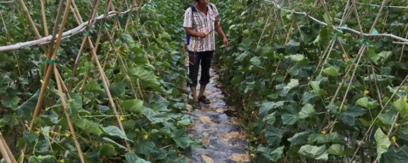 络氨铜的使用方法
