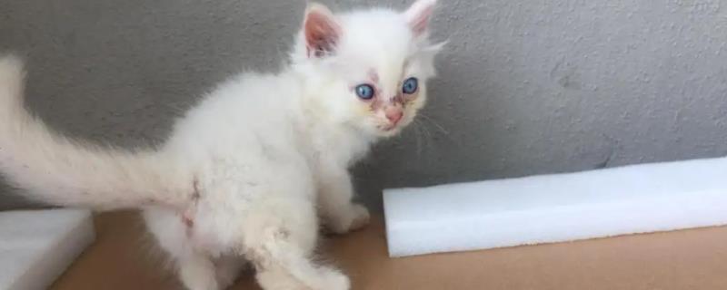 3个月的小猫是否要放在笼中