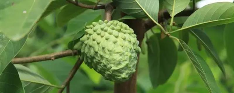 种植释迦果要用哪种土壤