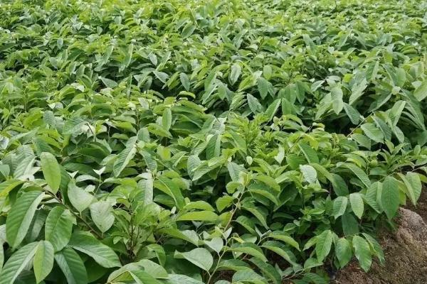 种植释迦果要用哪种土壤，适合在微酸性的沙壤土中栽培
