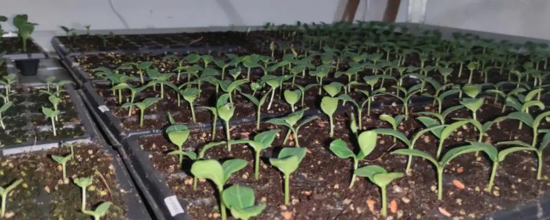 蔬菜苗出现畸形的防治方法