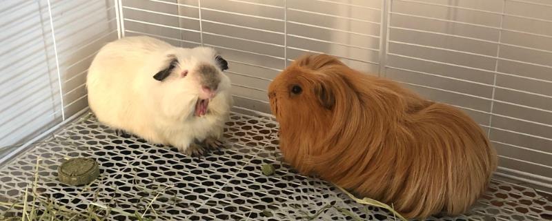 被荷兰猪咬出血是否要打疫苗