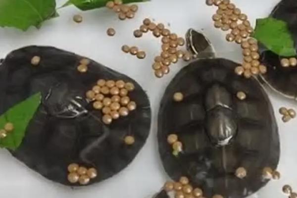 安布是水龟还是半水龟，属于偏水性的半水龟