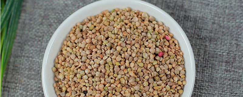 菠菜种子如何催芽