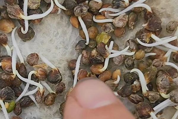 菠菜种子如何催芽，播种前将种子晒1-2天